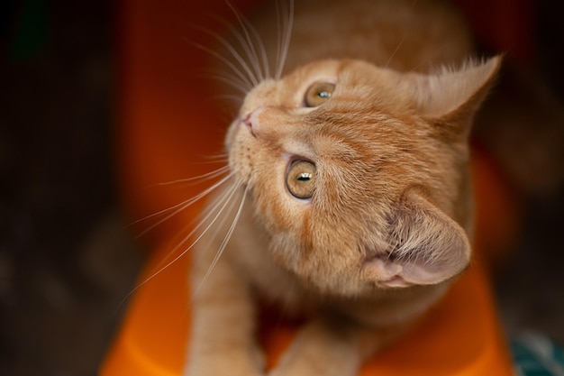 Draufsicht Ingwerkätzchen, das auf einem orangefarbenen Stuhl sitzt und mit dem Besitzer spielt