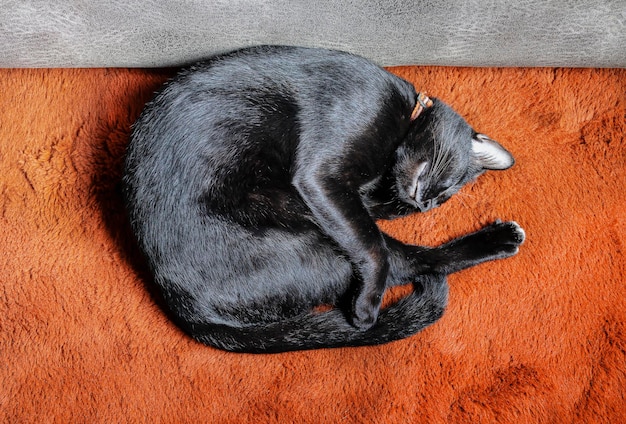 Draufsicht schwarze Katze, die auf orangefarbenem Wollteppich schläft