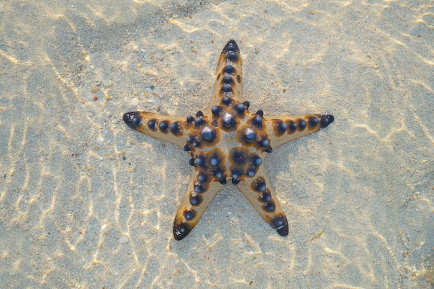 Foto draufsicht single starfish liegt auf dem sand des strandes