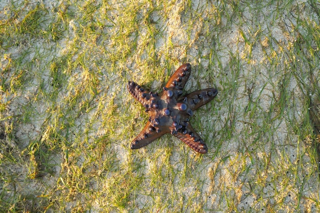 Draufsicht Single Starfish liegt auf dem Sand des Strandes