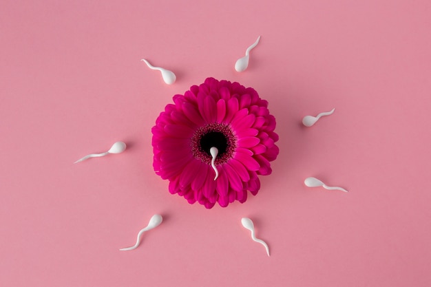 Foto draufsicht spermatozoen und rosa blume