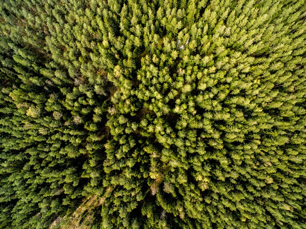 Draufsicht von der Drohne zum grünen Wald