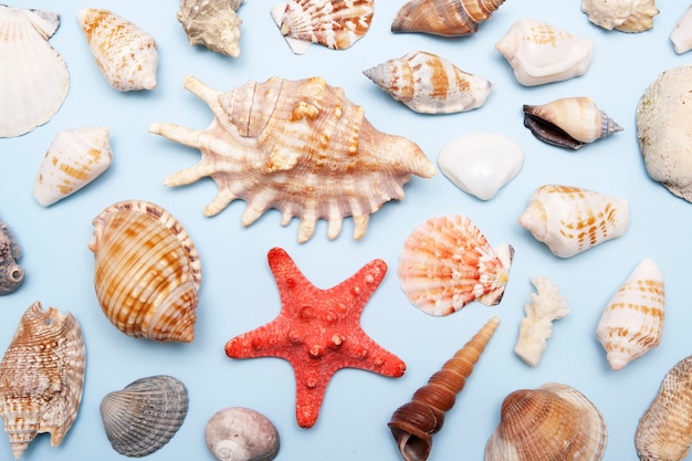 Draufsicht von Muscheln verschiedener Formen und Größen auf einem blauen Hintergrund