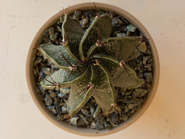 Draufsicht von oben ein Astrophytum ornatum Cactus Bishop39s Cap oder Monk39s Hood Cactus Closeup