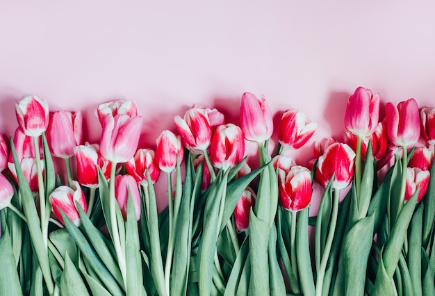 Draufsicht von rosa Tulpen auf rosa Oberfläche mit freiem Raum