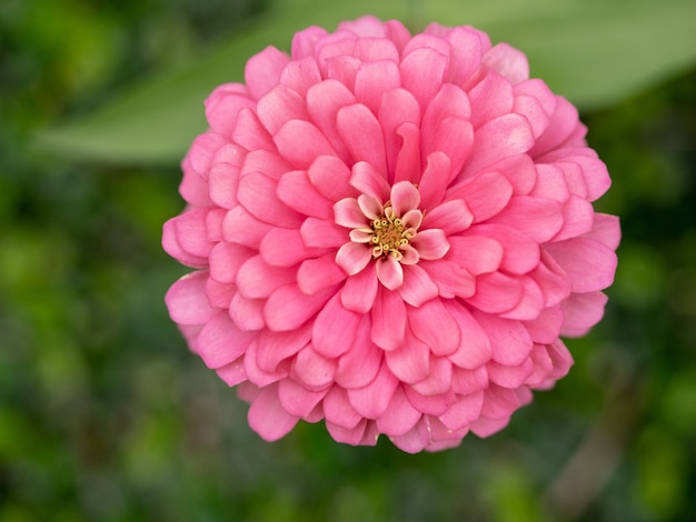 Draufsicht von rosa Zinnia im Garten.