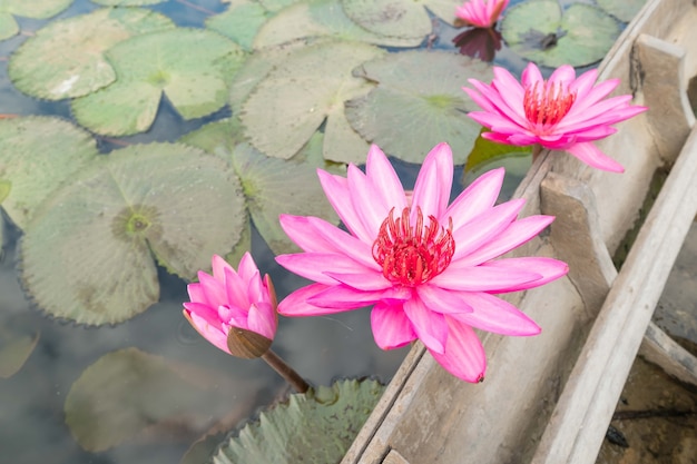 Foto draufsicht von schönem rosa lotus im teich