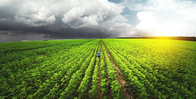 Draufsichtbauer auf dem landwirtschaftlichen Gebiet der Sonnenblumen