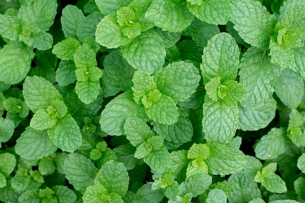 Draufsichten von frischen tadellosen Blättern im Garten.