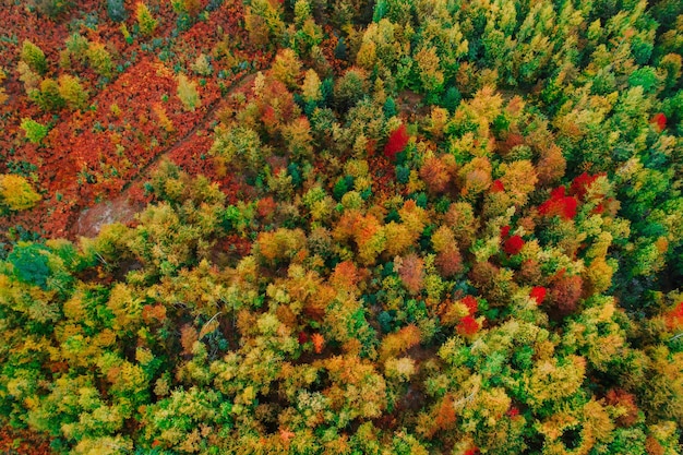 Draufsichtfoto einer Forststraße im Herbst