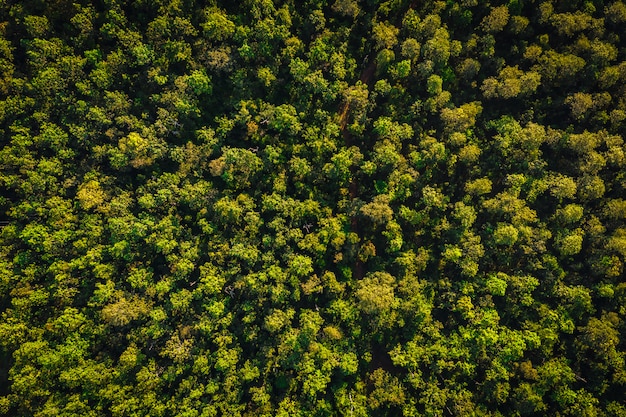 Draufsichtkiefernwald-Utopiebereich in Chiang Mai Thailand