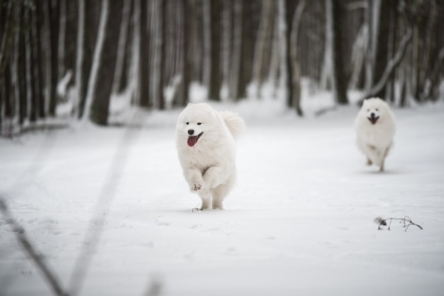 Draußen laufen zwei weiße Samoyed-Hunde auf Schnee