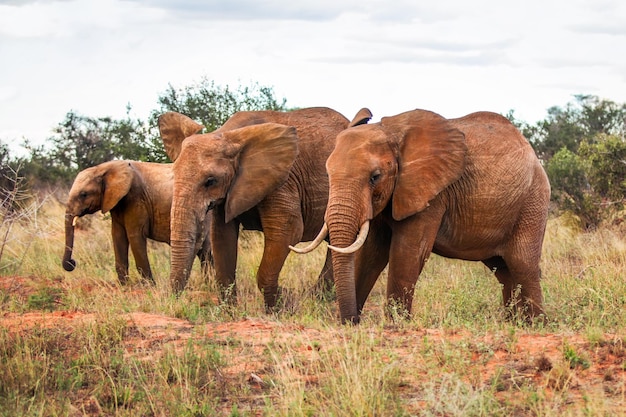 Drei afrikanische Buschelefanten (Loxodonta africana), die auf der Savanne mit einigen Bäumen im Hintergrund spazieren. Amboseli-Nationalpark, Kenia.