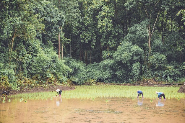 Drei Bauern pflanzen jungen Reis auf einer Plantage mit Füllwasser und Wald