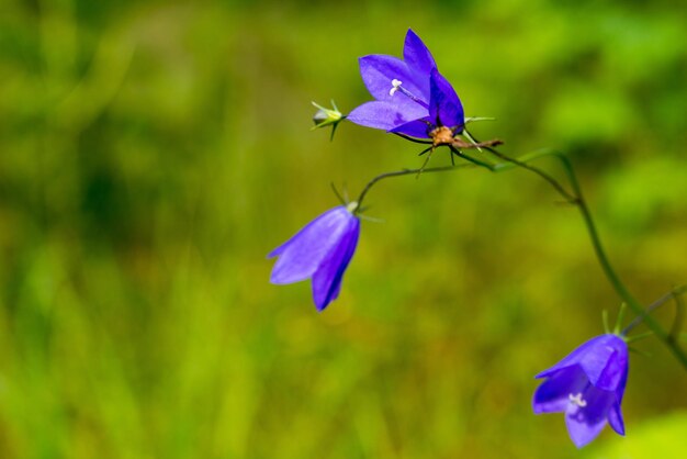 Drei blaue Wild- und Wiesenblumen campanulas Nahaufnahme auf einem grünen undeutlichen Hintergrund