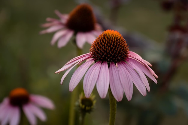 Drei Blüten mit violetten oder rosafarbenen Blüten und einem dunklen kegelförmigen Zentrum Selektiver Fokus