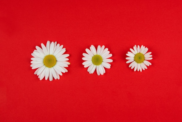 Drei Blumen unterschiedlicher Größe liegen in der Mitte auf einem farbigen roten Hintergrund in einer Reihe in der Größe