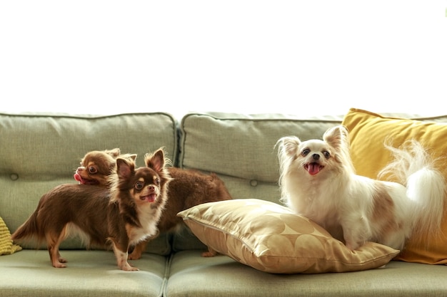 Drei Chihuahua-Hunde auf dem Sofa