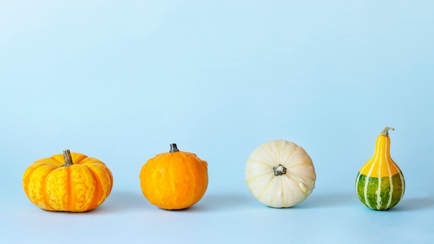 Drei dekorative Kürbisse auf hellblauem Hintergrund Thanksgiving-Halloween-Konzept