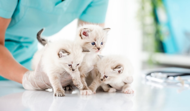 Drei entzückende Ragdoll-Kätzchen mit schönen blauen Augen in der Tierklinik. Tierärztin, die süße reinrassige, flauschige Kätzchen während der Untersuchung der medizinischen Versorgung hält