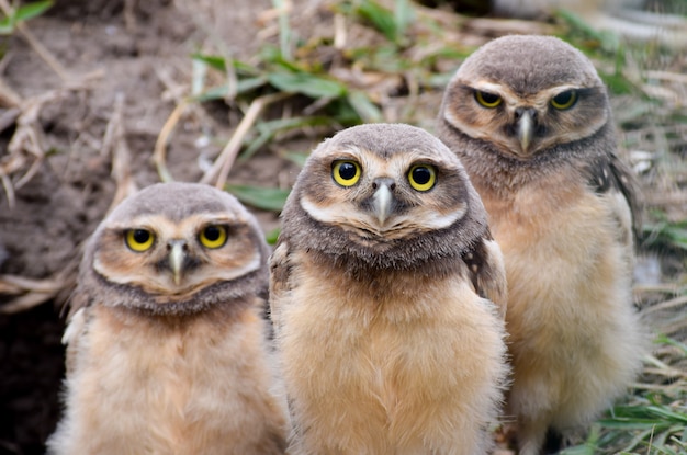 Drei Eulenküken im Nest