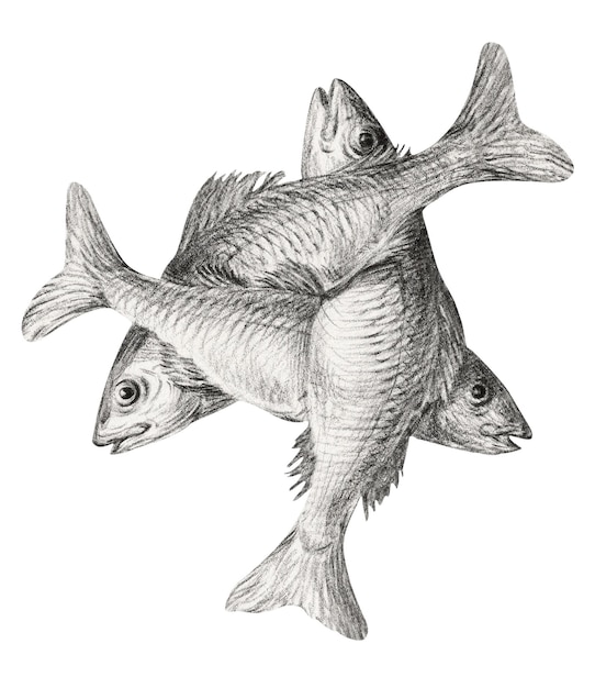 Drei Fische png-Aufkleber Jean Bernards Vintage-Illustration durchsichtiger Hintergrund