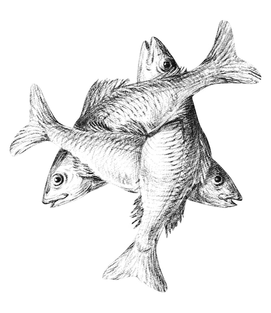 Drei Fische png-Aufkleber Jean Bernards Vintage-Illustration durchsichtiger Hintergrund