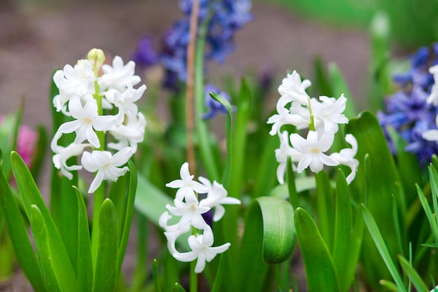 Drei Frühlingshyazinthen mit weißen Blüten und grünen Blättern im Garten
