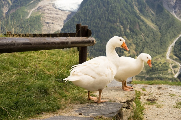 Drei Gänse in den Alpen von Frankreich