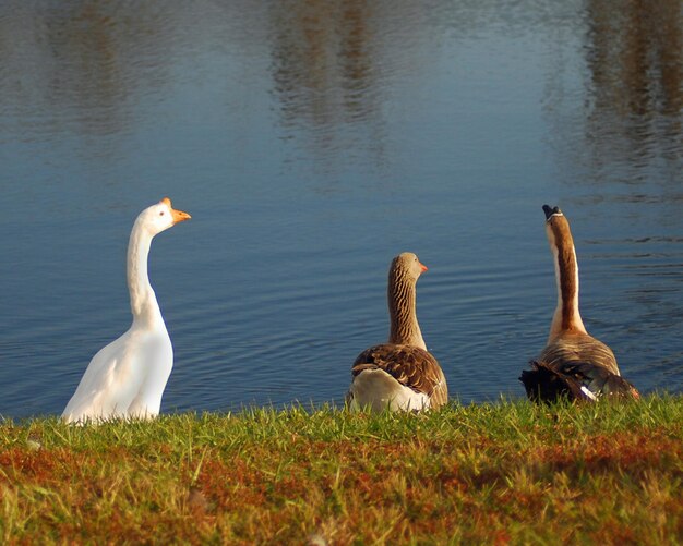 Foto drei gänse sitzen am wasserrand