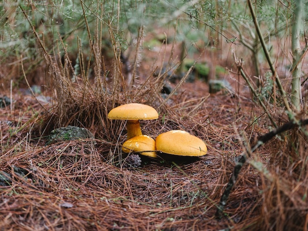 Drei gelbe falsche Pfifferlinge auf dem selektiven Fokus des Kiefernwaldbodens