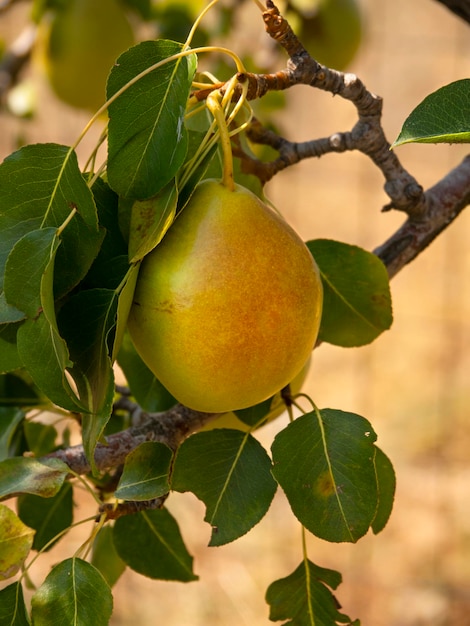 Drei gelbe reife Birnen Pyrus auf einem Ast aus nächster Nähe