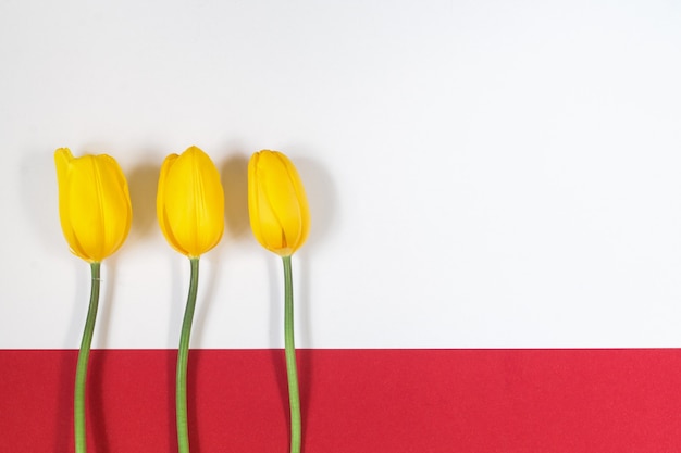 Drei gelbe Tulpen auf weißem und rotem Hintergrund. Ansicht von oben