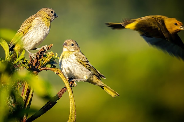 Drei gemahlene Kanarienvögel Sicalis flaveola auf einem Ast Waldhintergrund