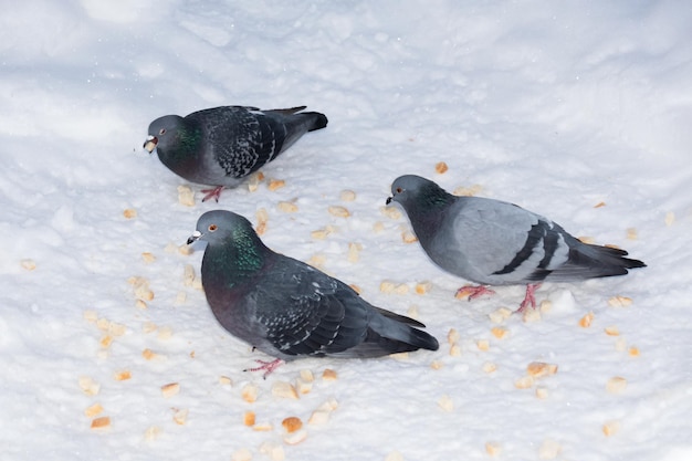 Drei graue Tauben essen Brotkrümel im Schnee