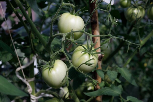 drei große grüne Tomaten auf einem Ast