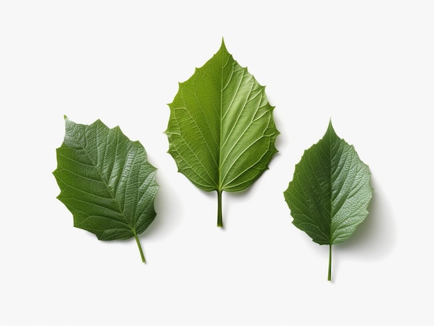 Drei grüne Blätter sind auf einer weißen generativen Oberfläche angeordnet