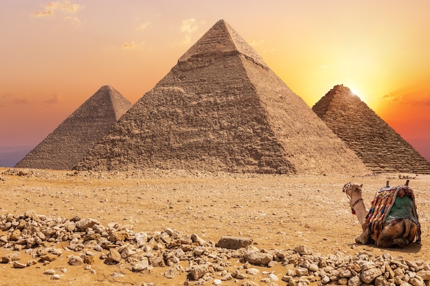 Drei Hauptpyramiden von Gizeh und ein Kamel bei Sonnenuntergang, Ägypten.