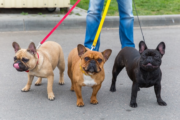 Drei Haushunde Französisch Bulldogge Rasse