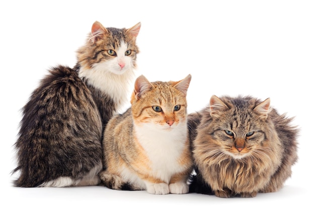 Drei Hauskatzen