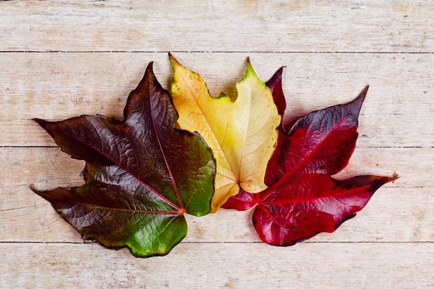 Foto drei herbstblätter