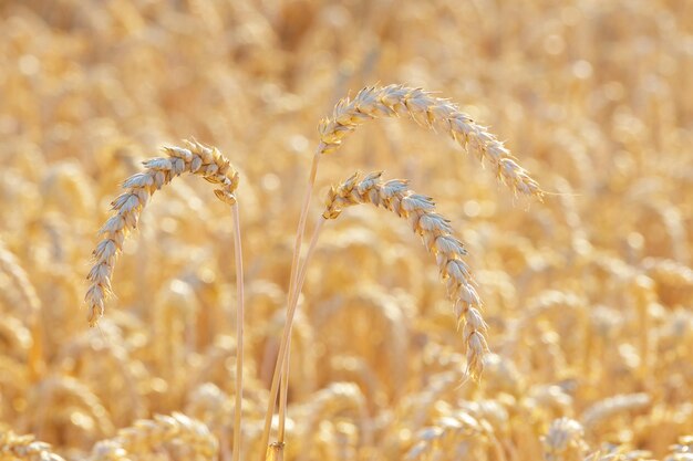 drei Ähren auf dem Feld