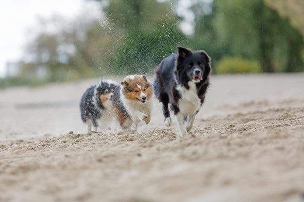 Drei Hunde, die auf einen Strand laufen