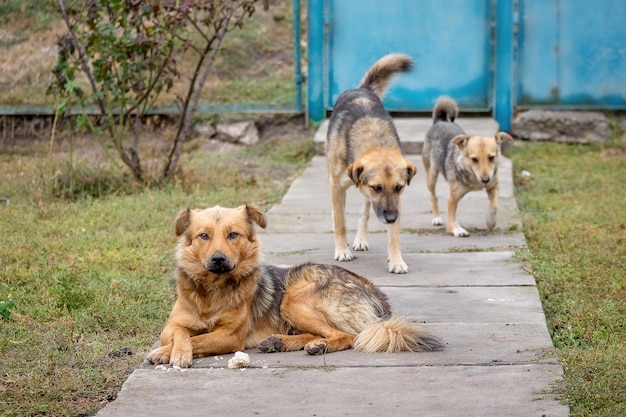 Drei Hunde in einem ländlichen Hof bewachen die Gegend_