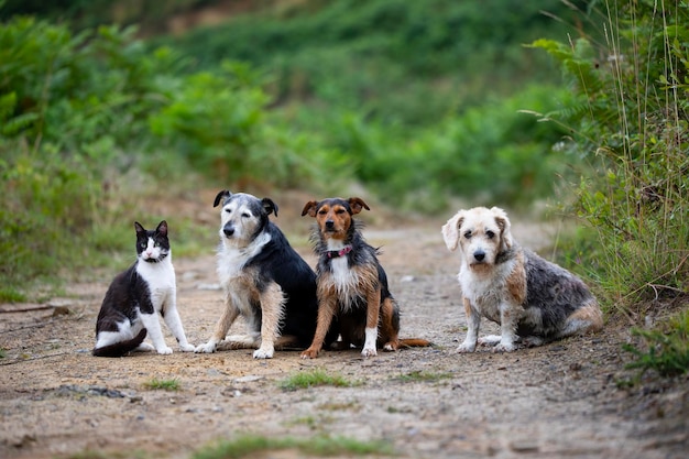 Drei Hunde und eine Katze sitzen auf einem Waldweg mit viel Grün im Hintergrund Zweifarbige Katze und Welpe Beagle und Senior Mouser-Familie