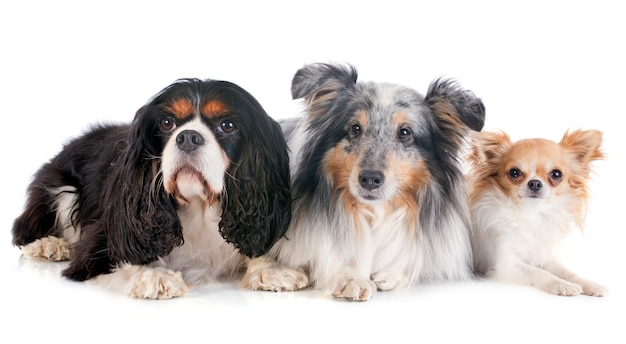 drei Hunde
