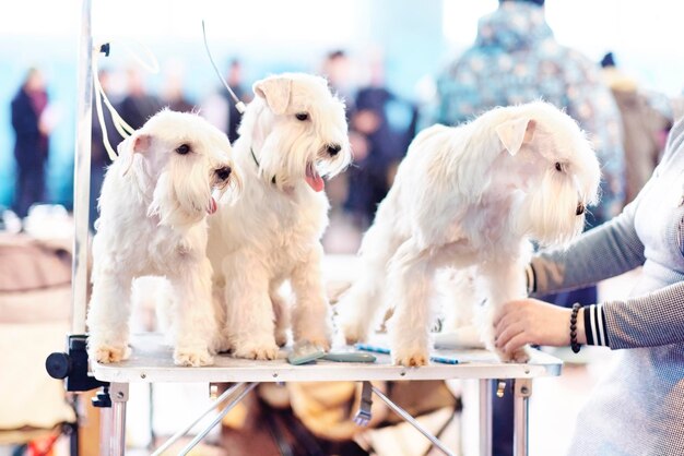 Drei Irish Softcoated Wheaten Terrier Hunde auf dem Pflegetisch vor der Teilnahme an der Ausstellung