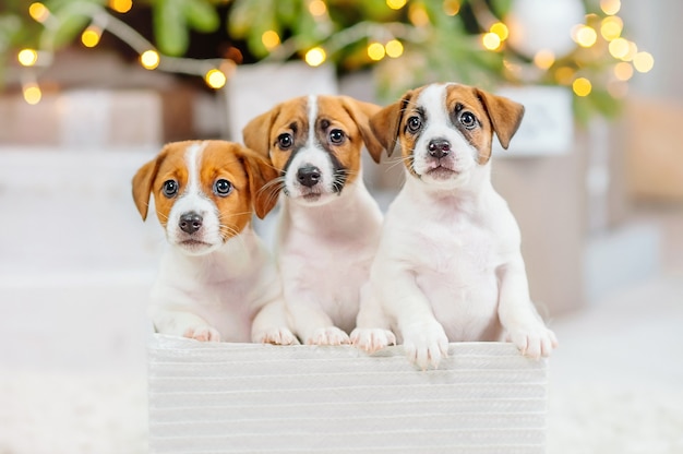 Drei Jack-Russell-Welpen blicken vor dem Hintergrund der Weihnachtsbeleuchtung aus der Box