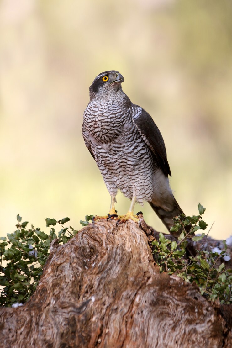 Drei Jahre alter Mann von Northern Goshawk an einem wolkigen Tag, Accipiter gentilis