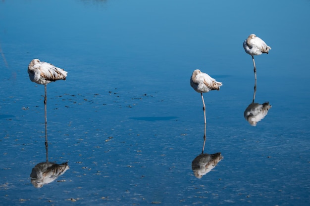 Drei junge Flamingos ruhen sich im Wasser aus